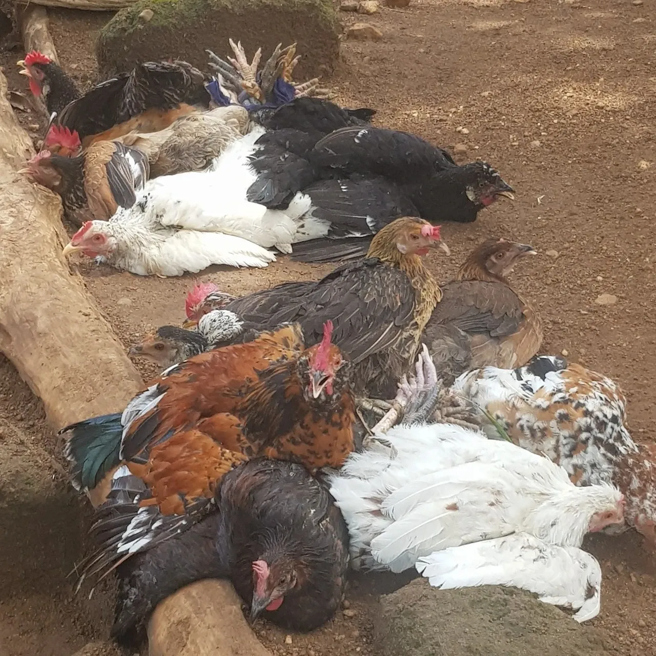 Parked chickens near the market: just tie the legs together and that is it