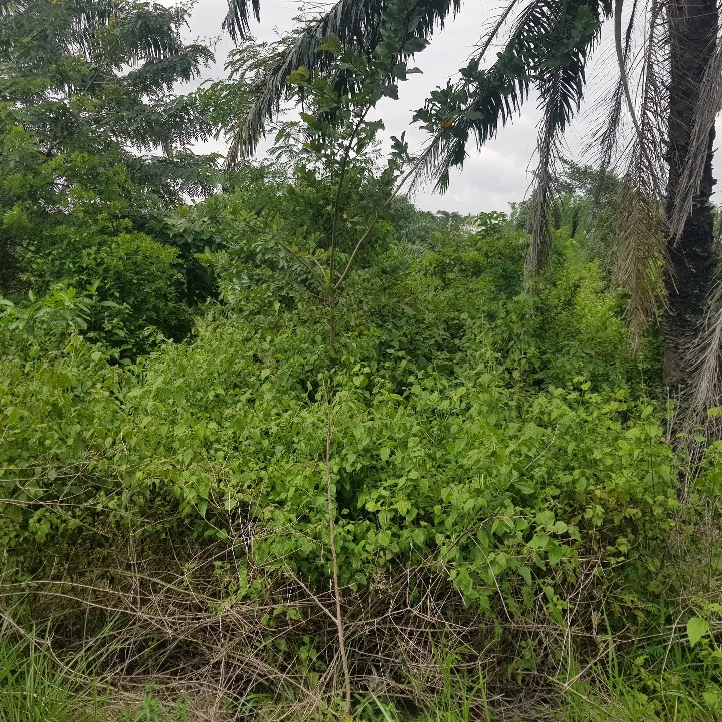 This is what the land looks like at the moment