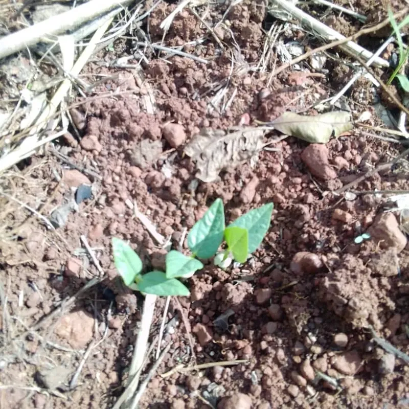 By 24 August 2021 the beans are already showing, things grow fast here