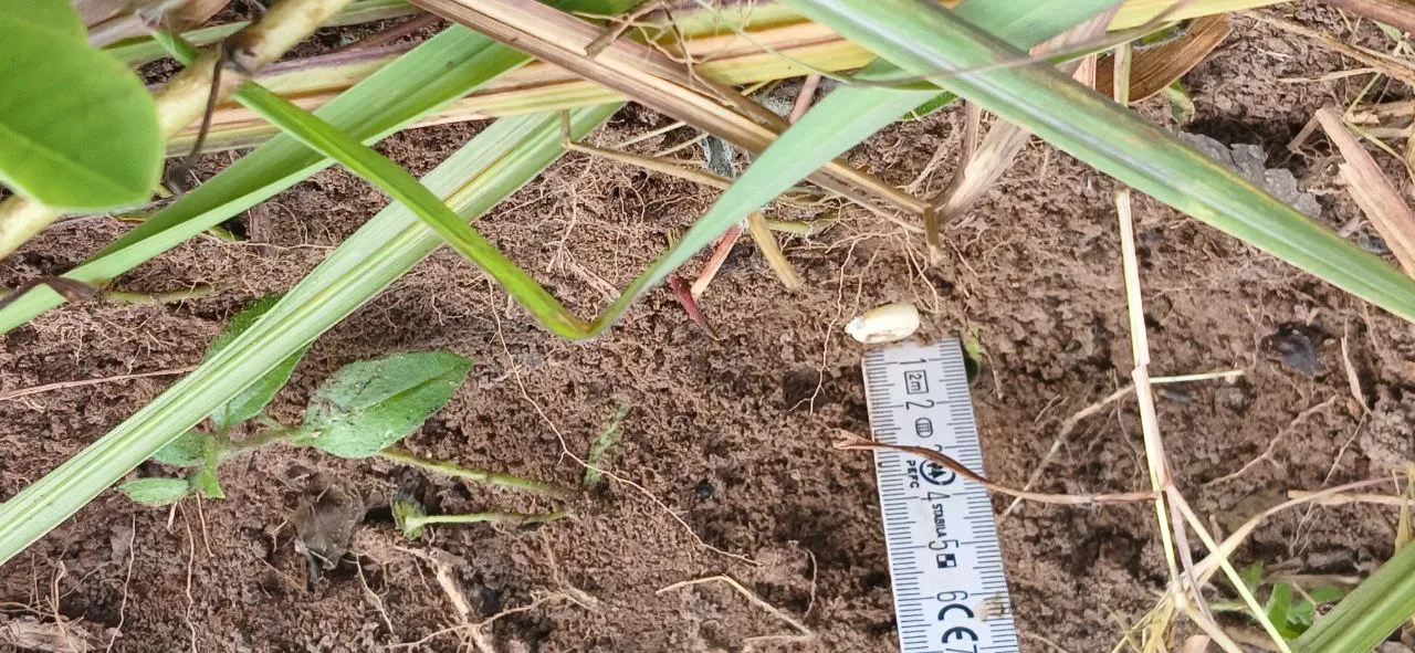 The maize is placed reliably at the right depth