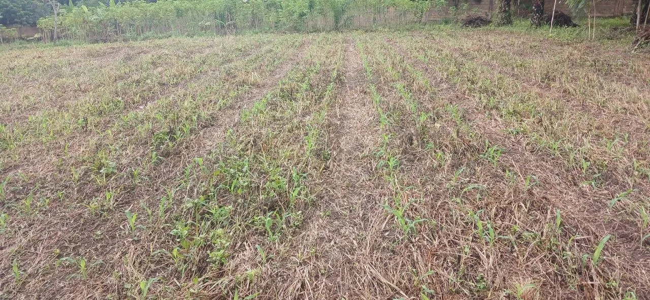 The maize emerged well