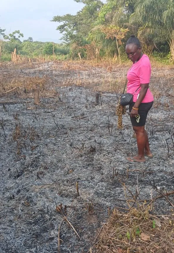 Slash-and-burn, still common, is very bad for the humus balance