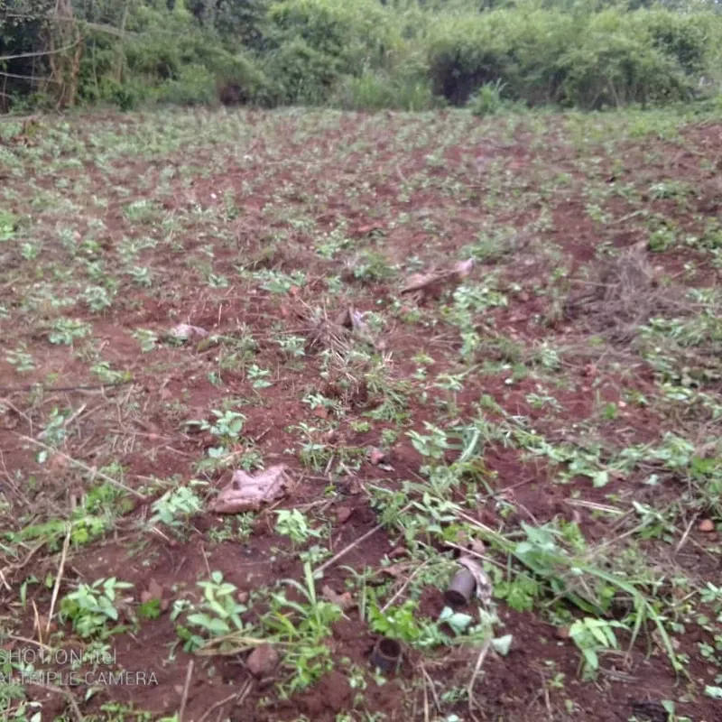 The beans are coming along well, as of 4 September 2021
